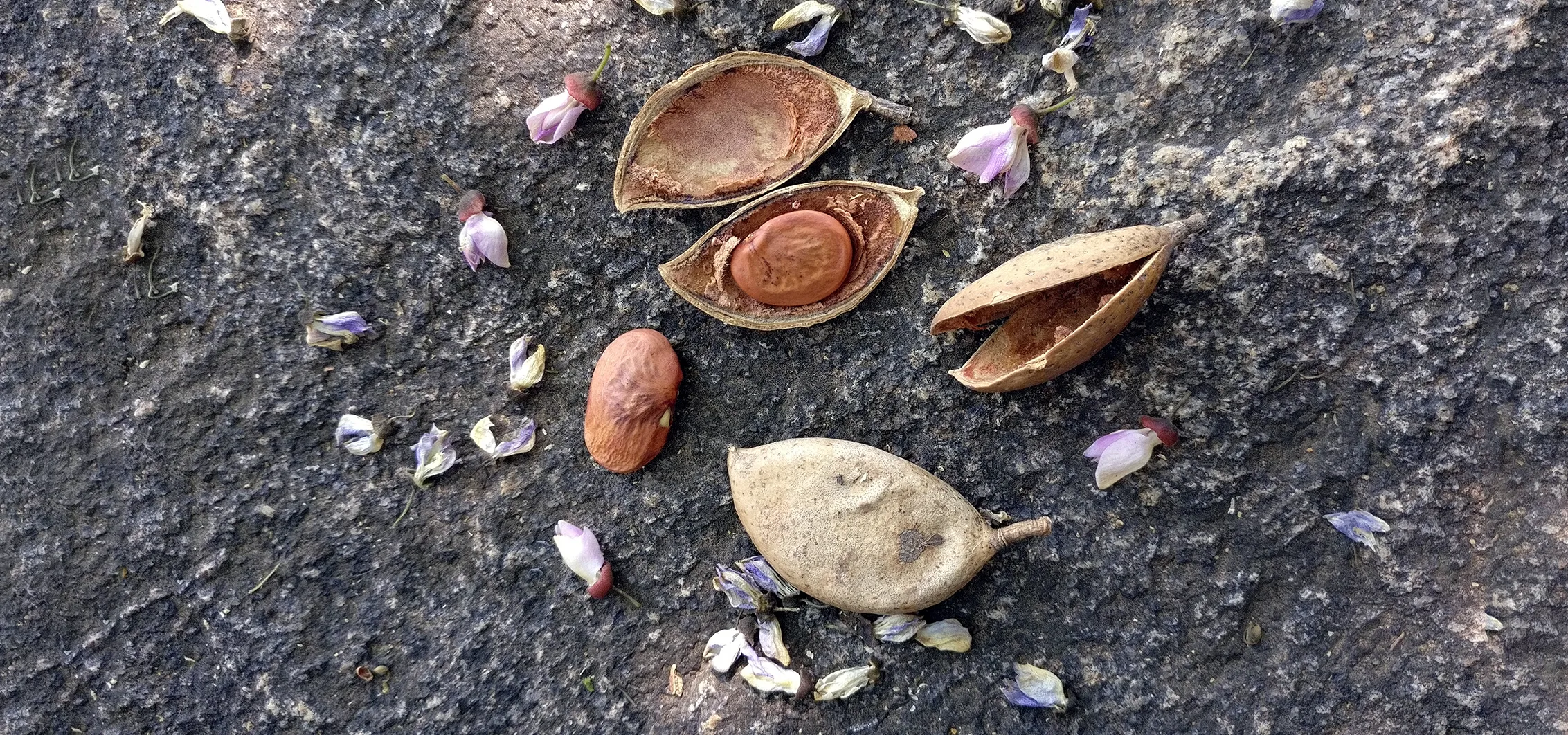 The nut from a Pongamia tree