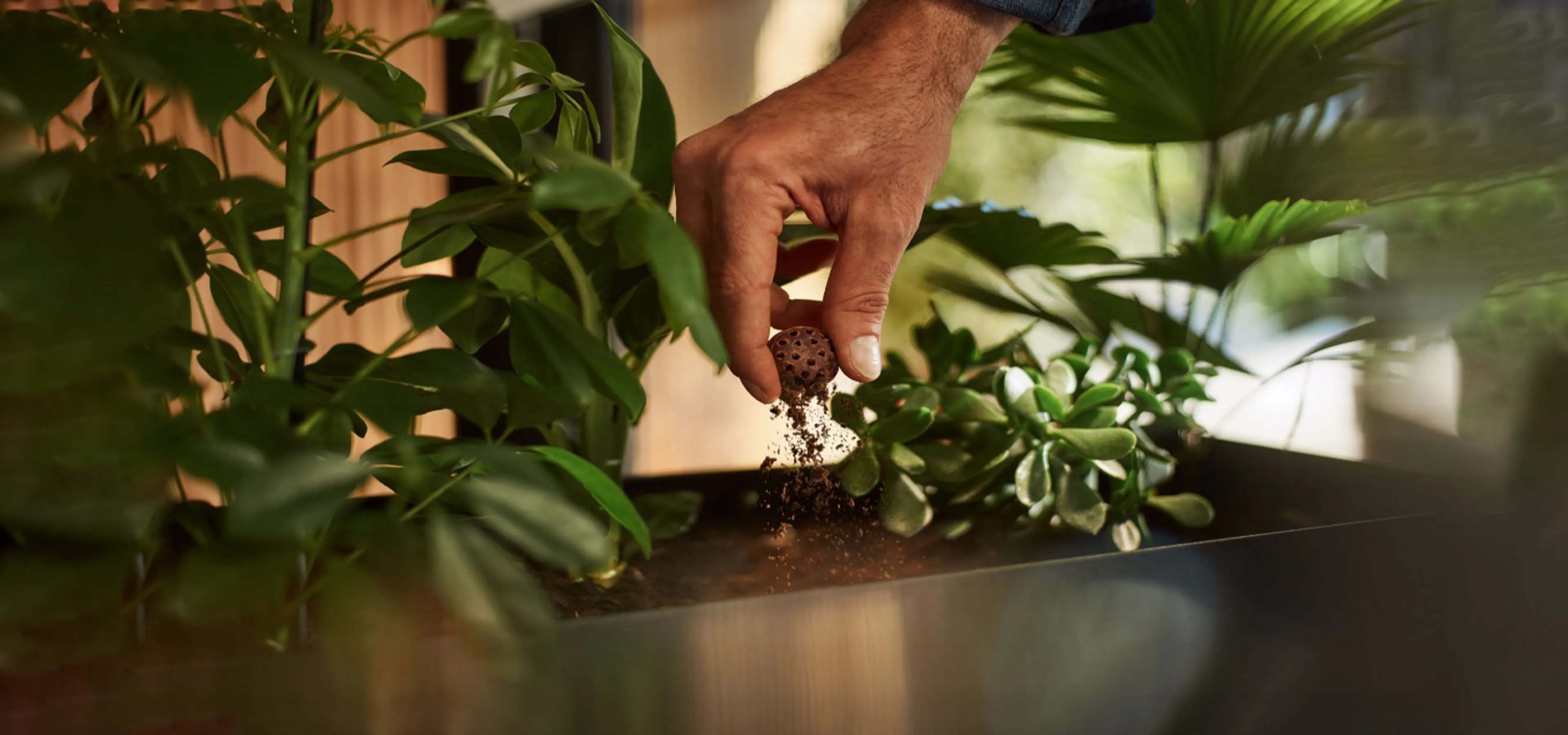 Crumbling a used CoffeeB ball into a plant pot