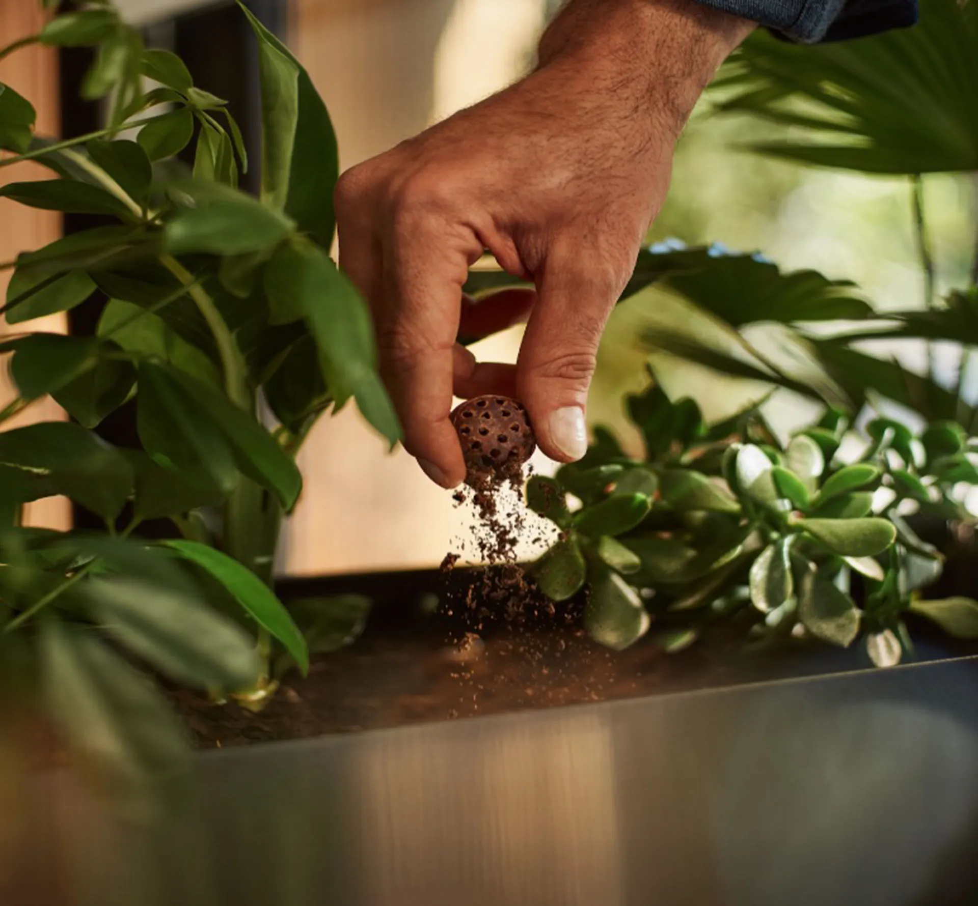 Crumbling a used CoffeeB ball into a plant pot