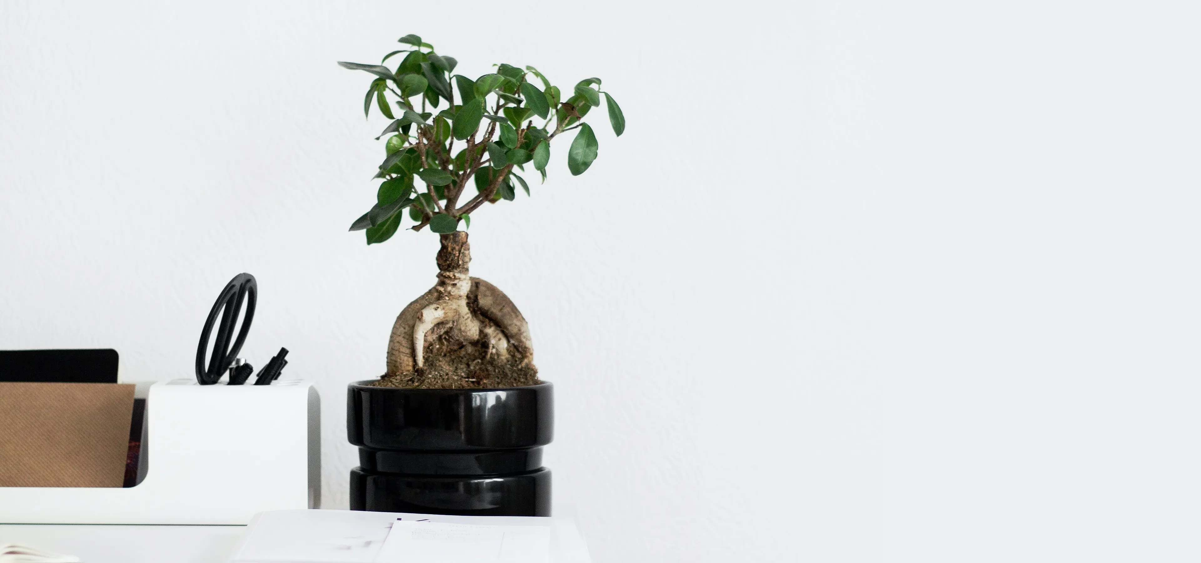 Plant and stationary on a white desk