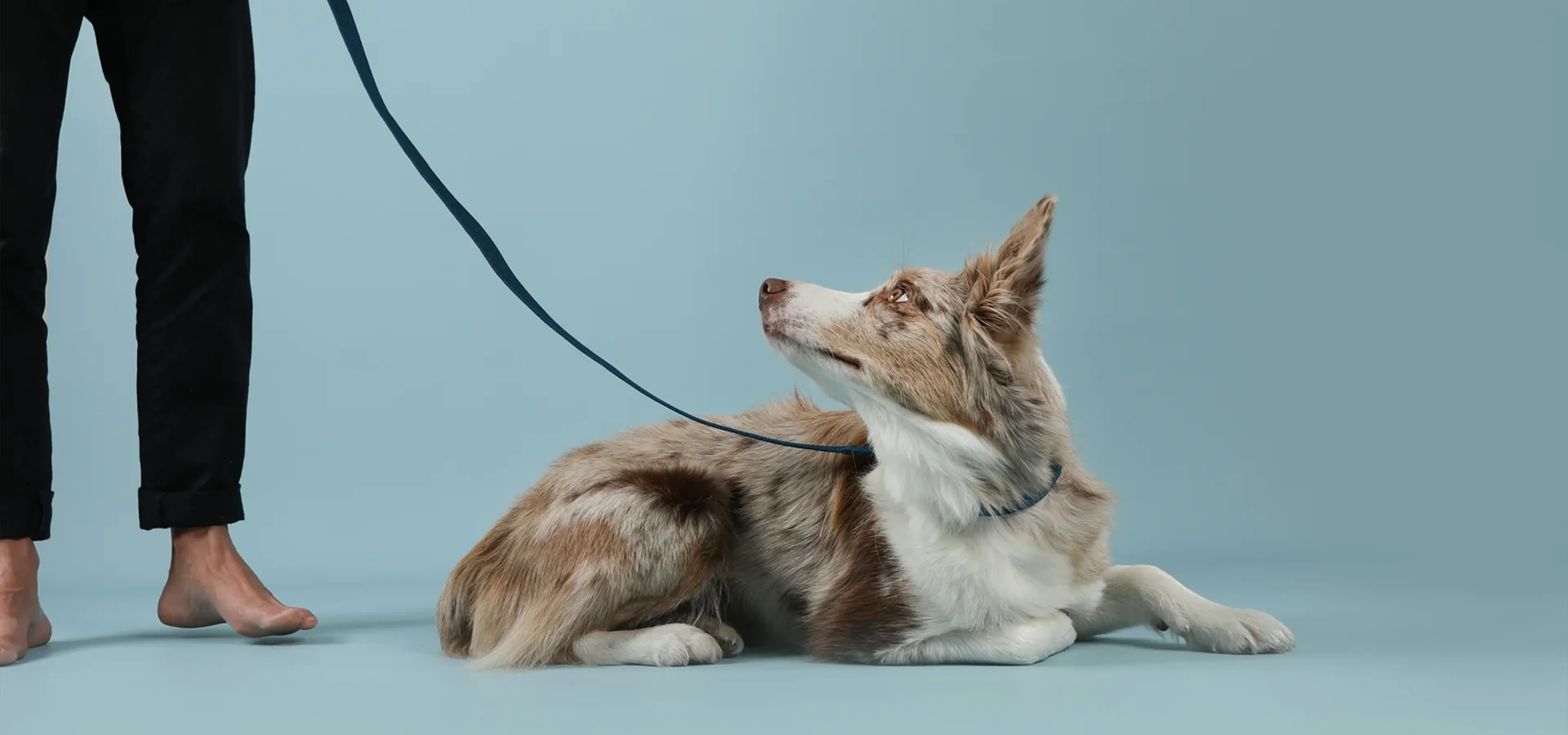 Dog on a lead looking at it's owner - on a blue studio background