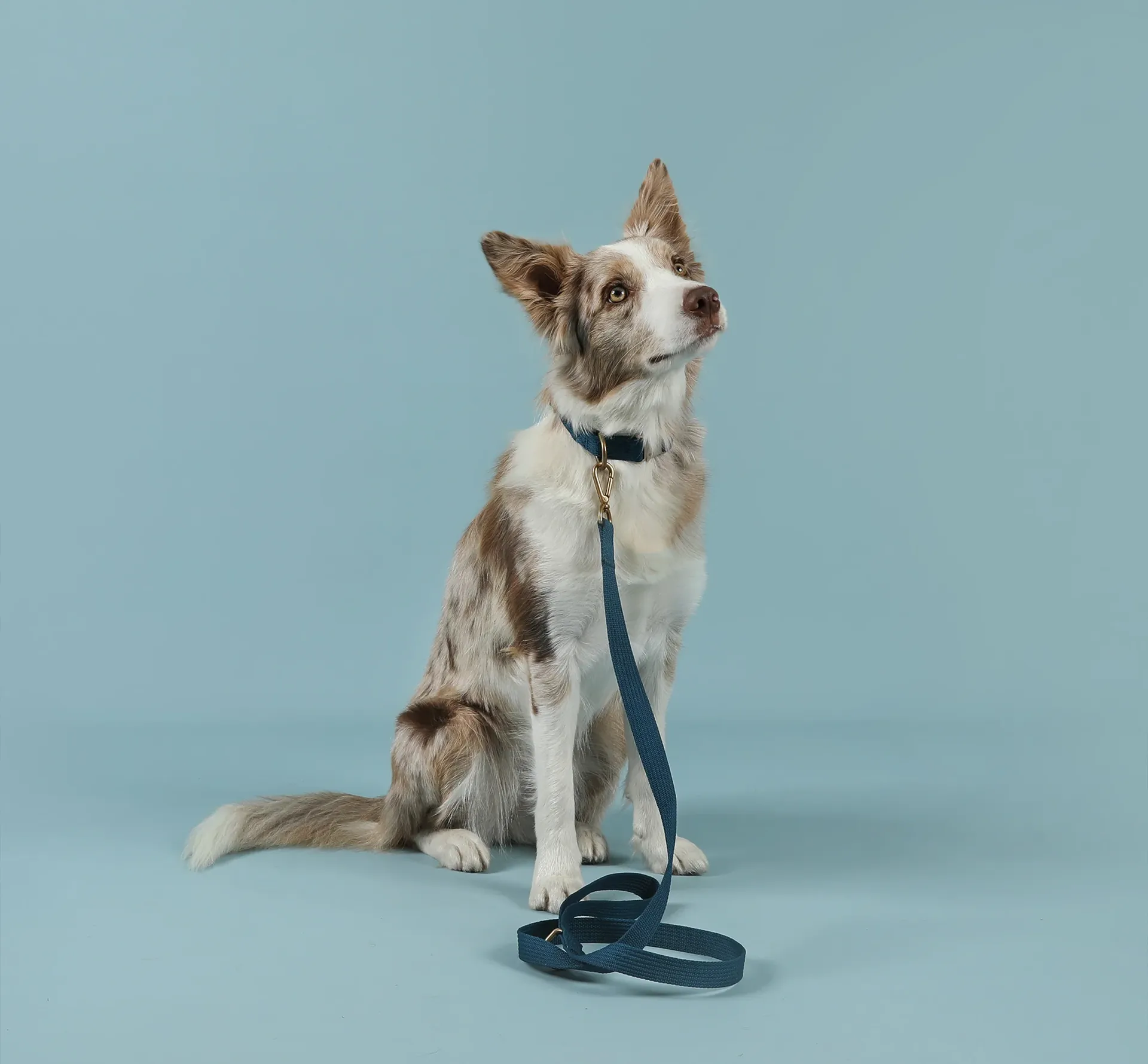 Dog with a lead on the floor - on a blue studio background