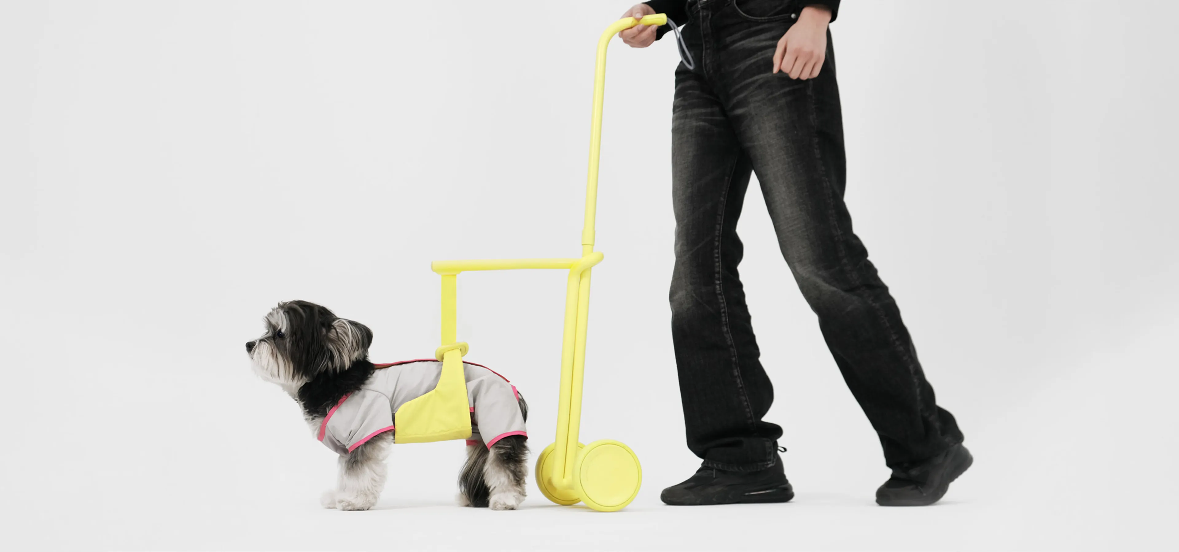 Dog with a walking harness being used by it's owner